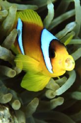 Clownfish - Red Sea, Naama bay - Nikon F50, 105mm by Paul Maddock 